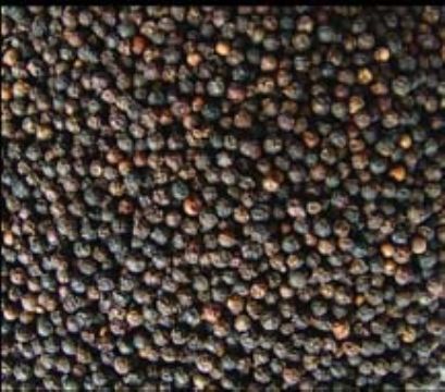 Black Pepper Extract